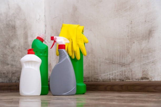 Best Black Mold Removal  in Vincent, CA